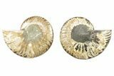 Cut & Polished, Agatized Ammonite Fossil - Madagascar #263672-1